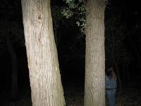 Chicago Ghost Hunters Group investigates Robinson Woods (94).JPG